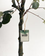 Eucalyptus artificiel