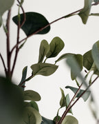 Eucalyptus artificiel