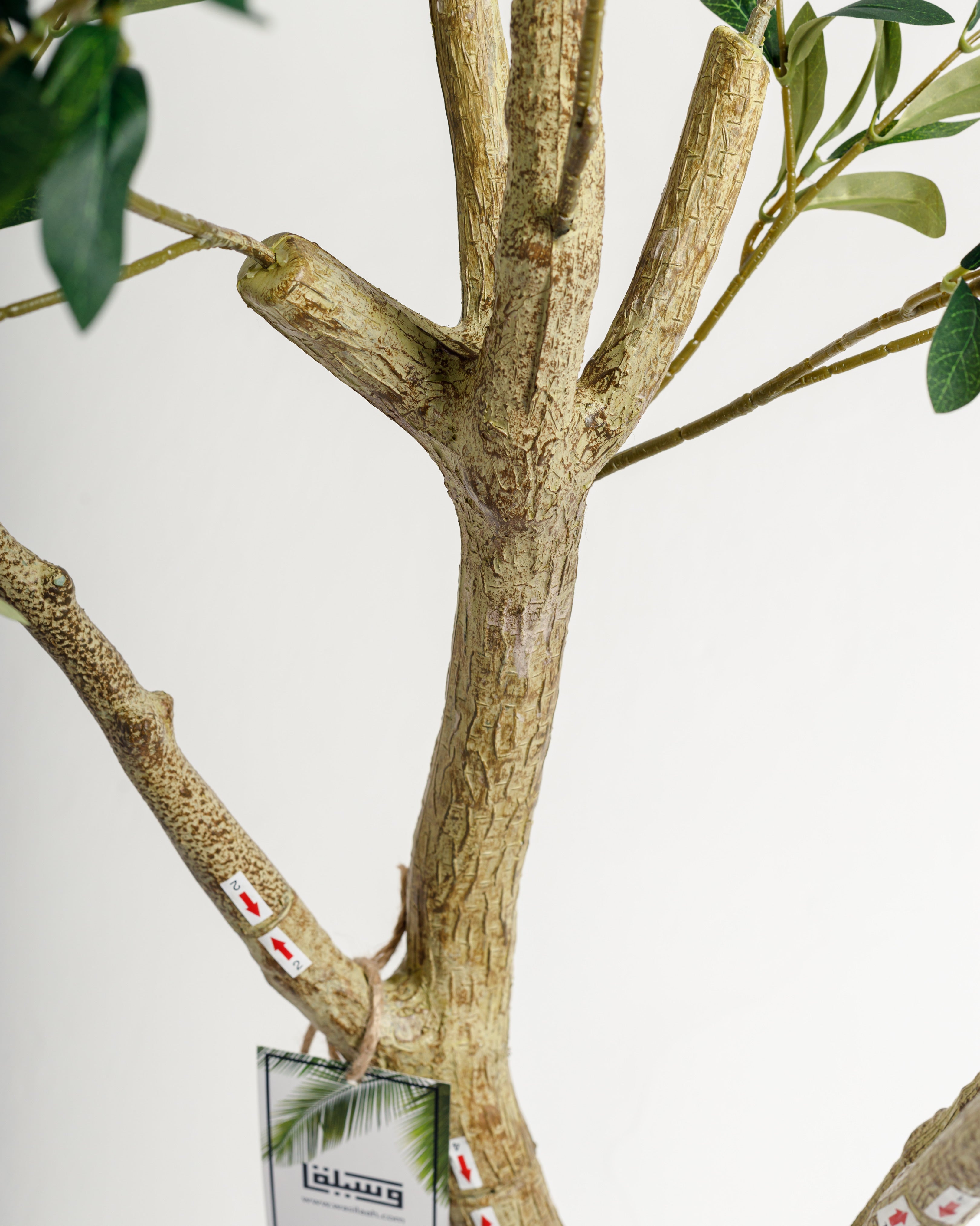 Olivier à plusieurs troncs