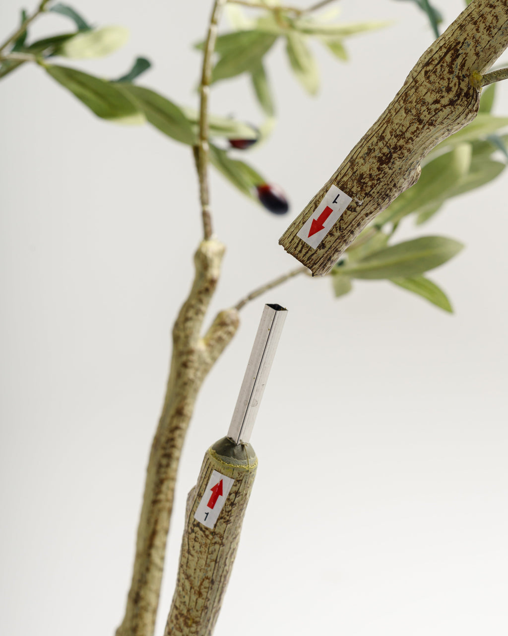 Olivier à plusieurs troncs