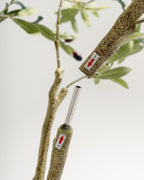 Olivier à plusieurs troncs