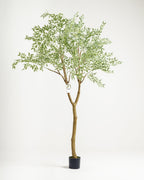 Arbre panaché de grande taille