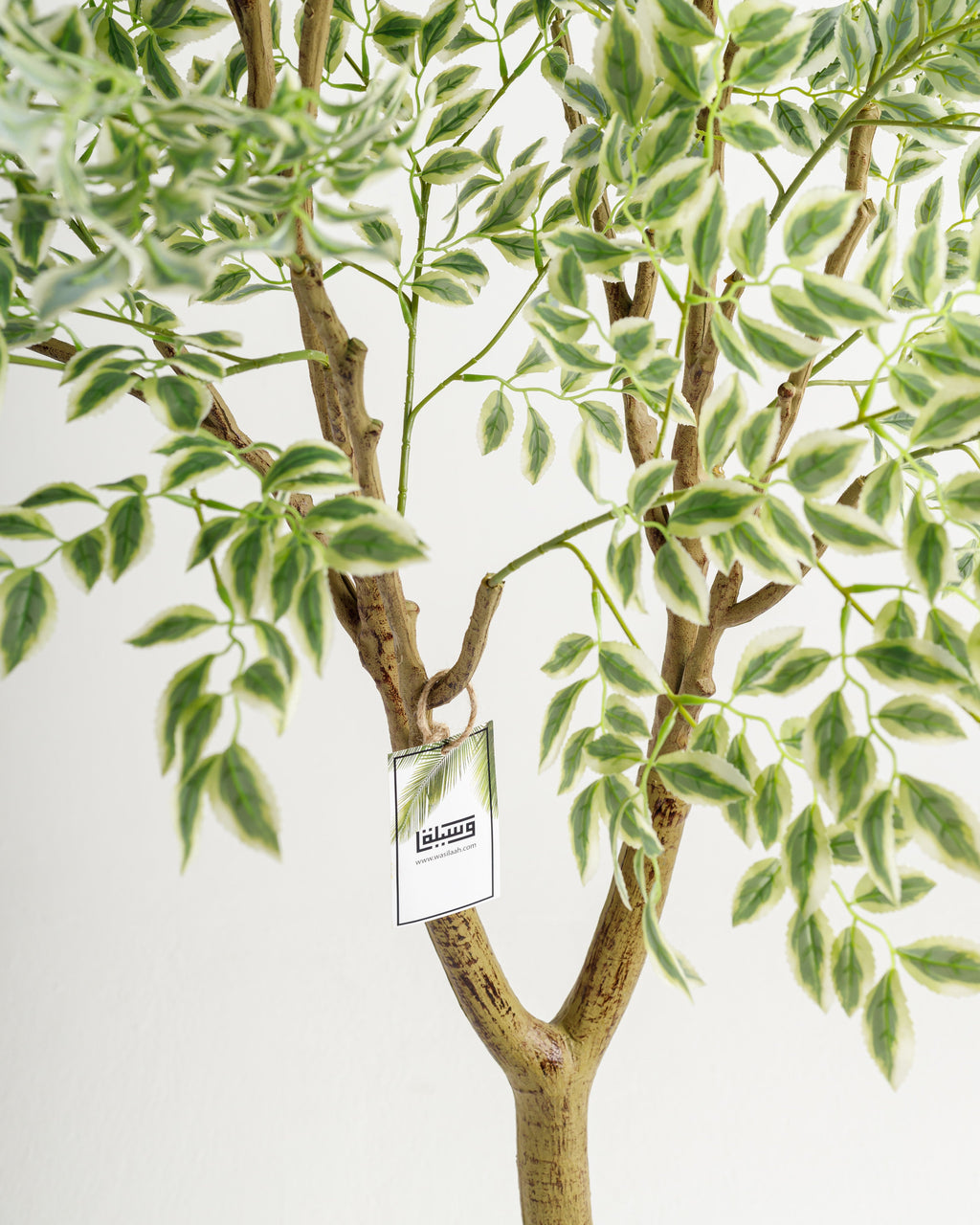 Arbre panaché de grande taille