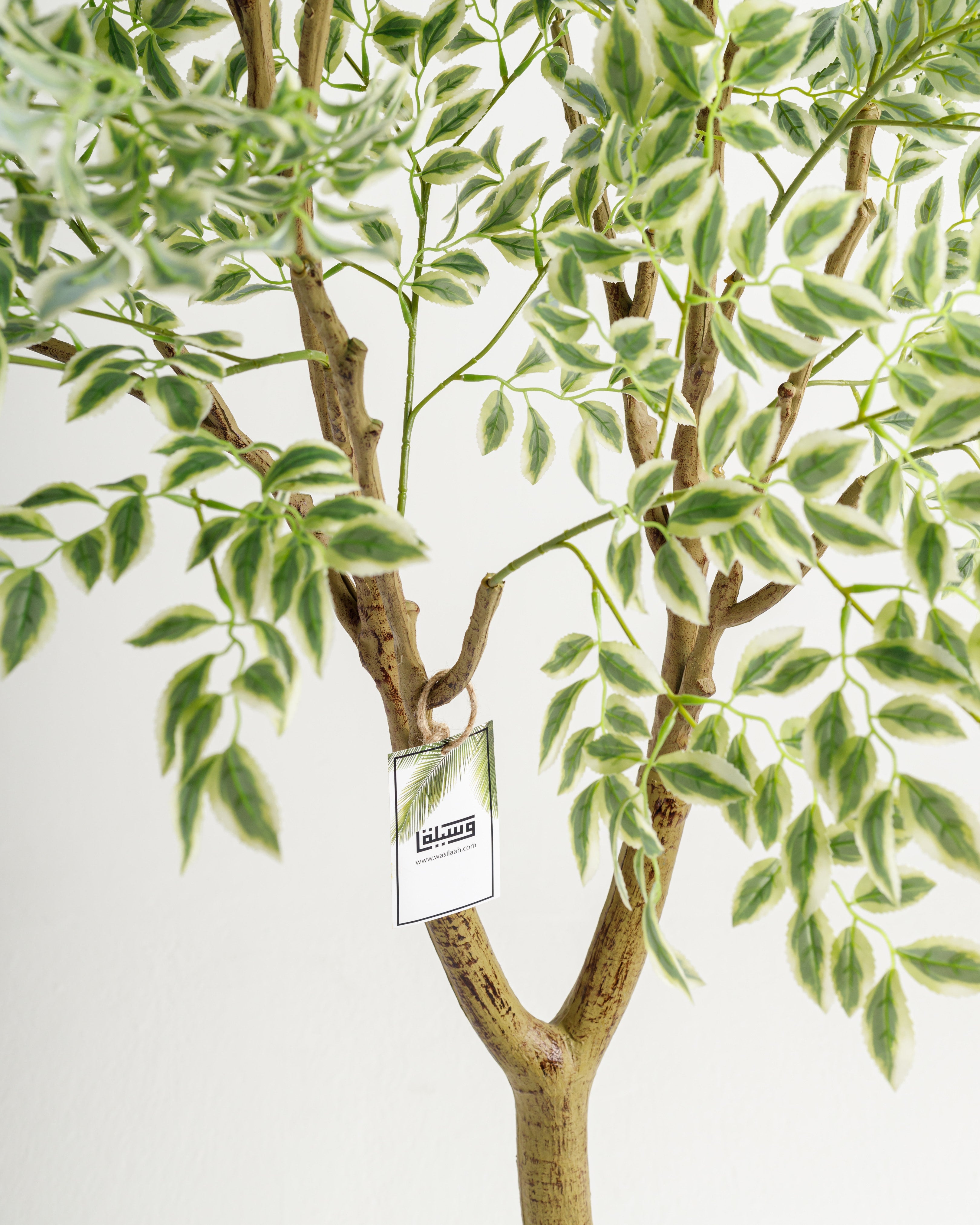 Arbre panaché de grande taille