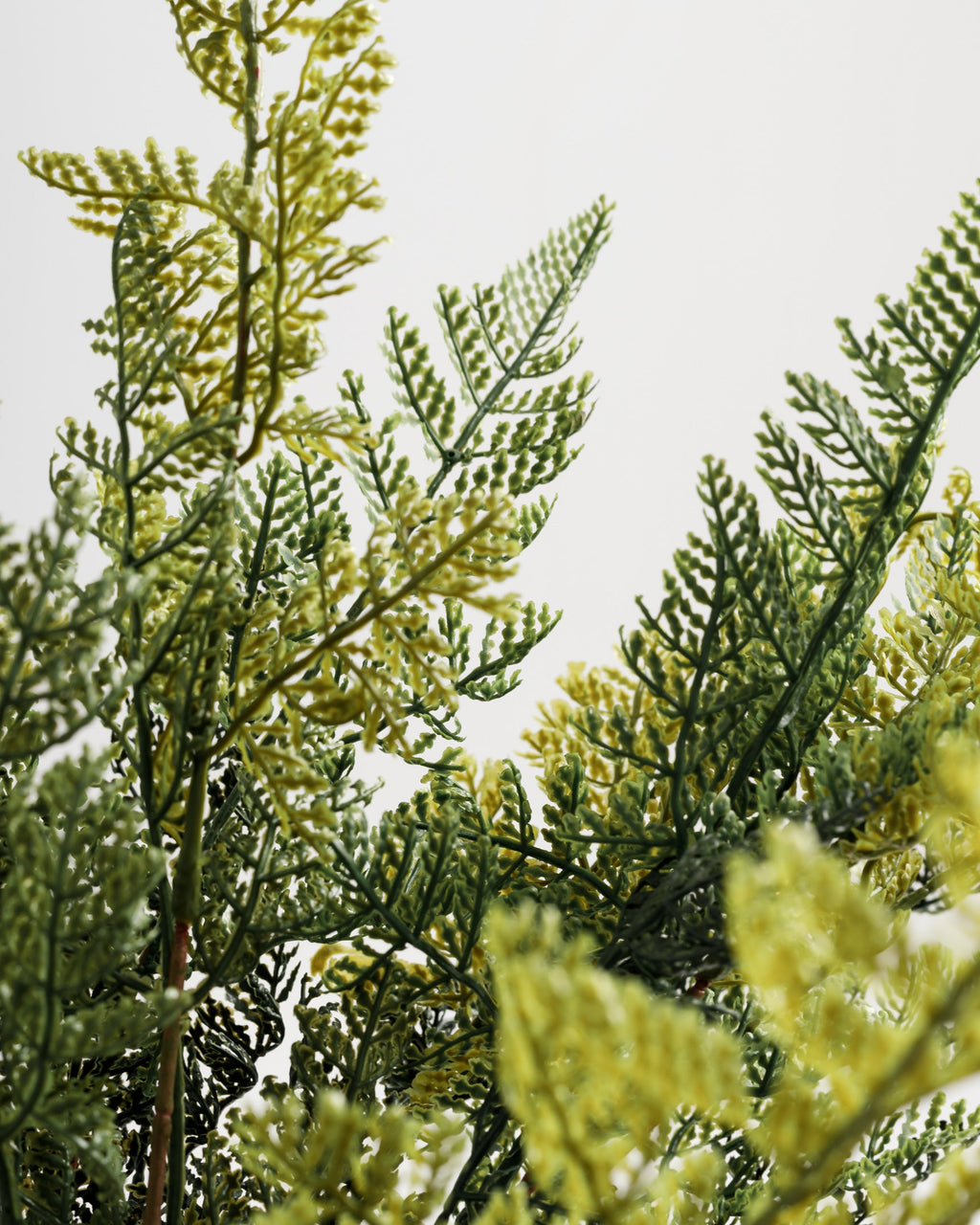 Succursale de Fujairah