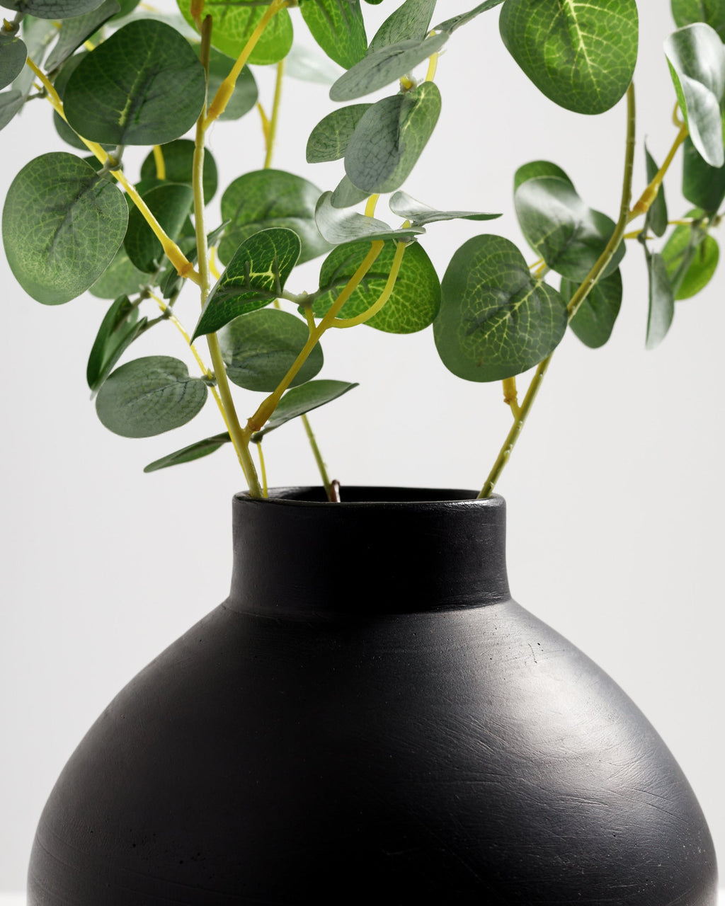 Branche d'eucalyptus