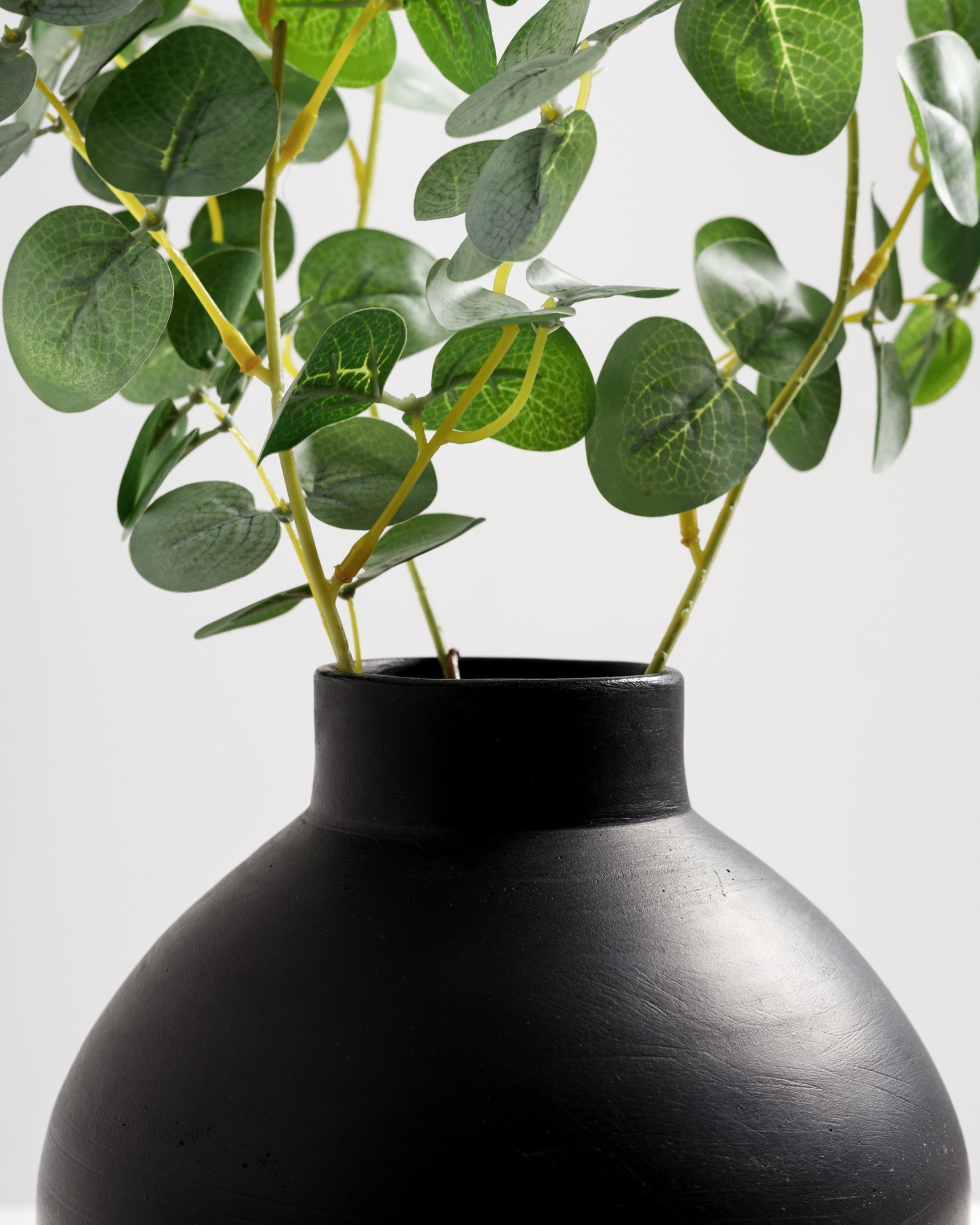 Branche d'eucalyptus