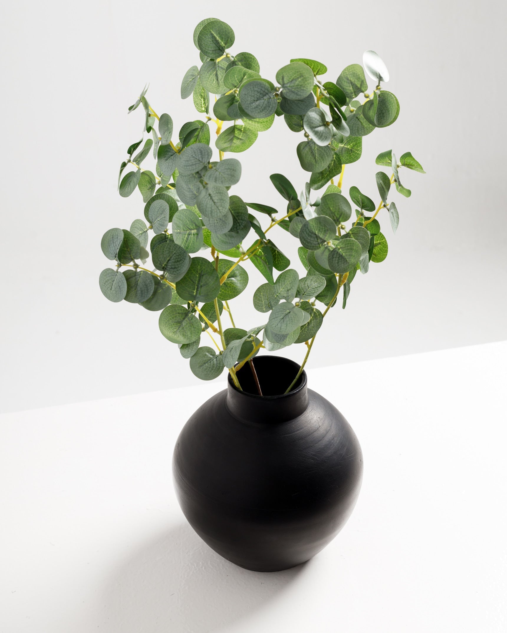 Branche d'eucalyptus