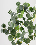 Branche d'eucalyptus