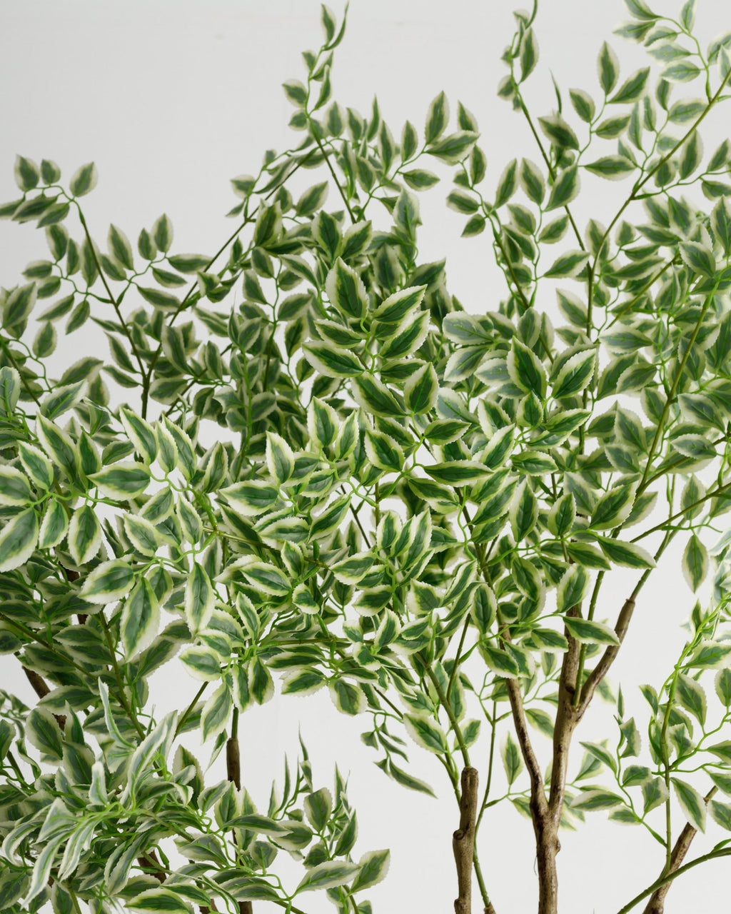 Arbre panaché de grande taille