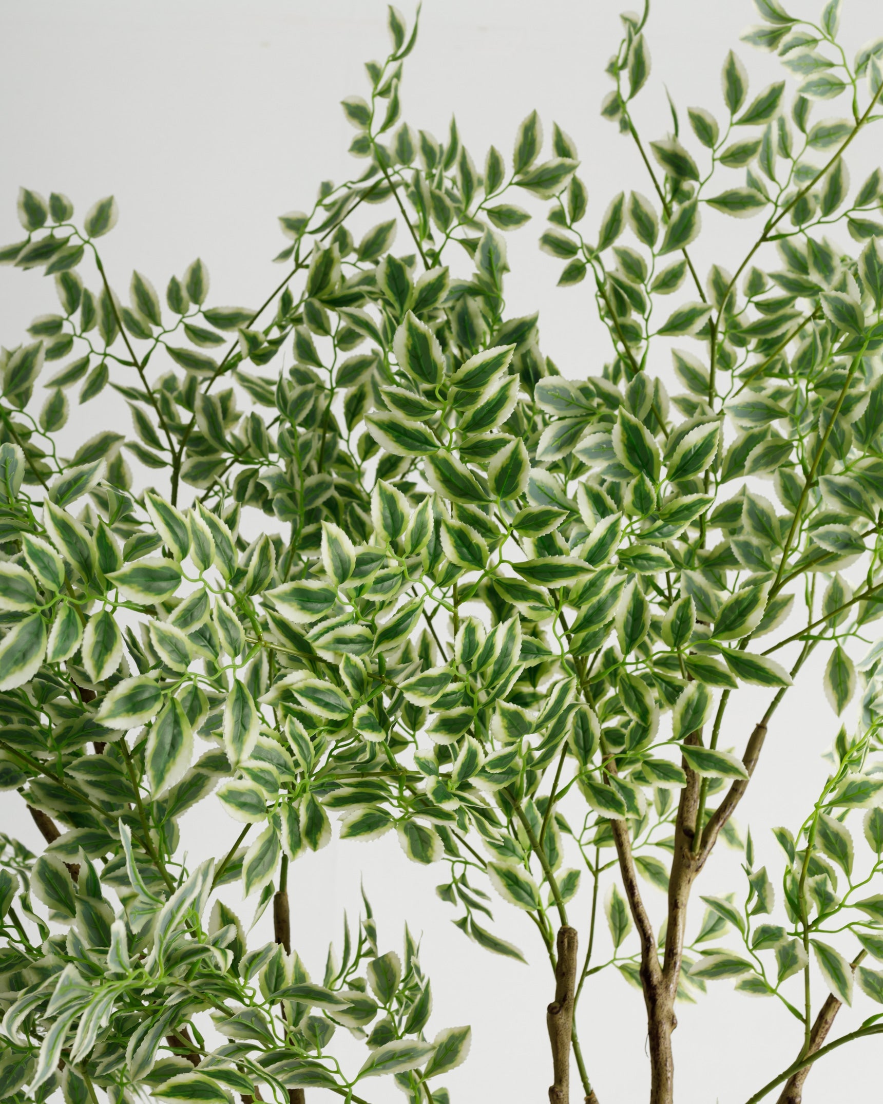 Arbre panaché de grande taille