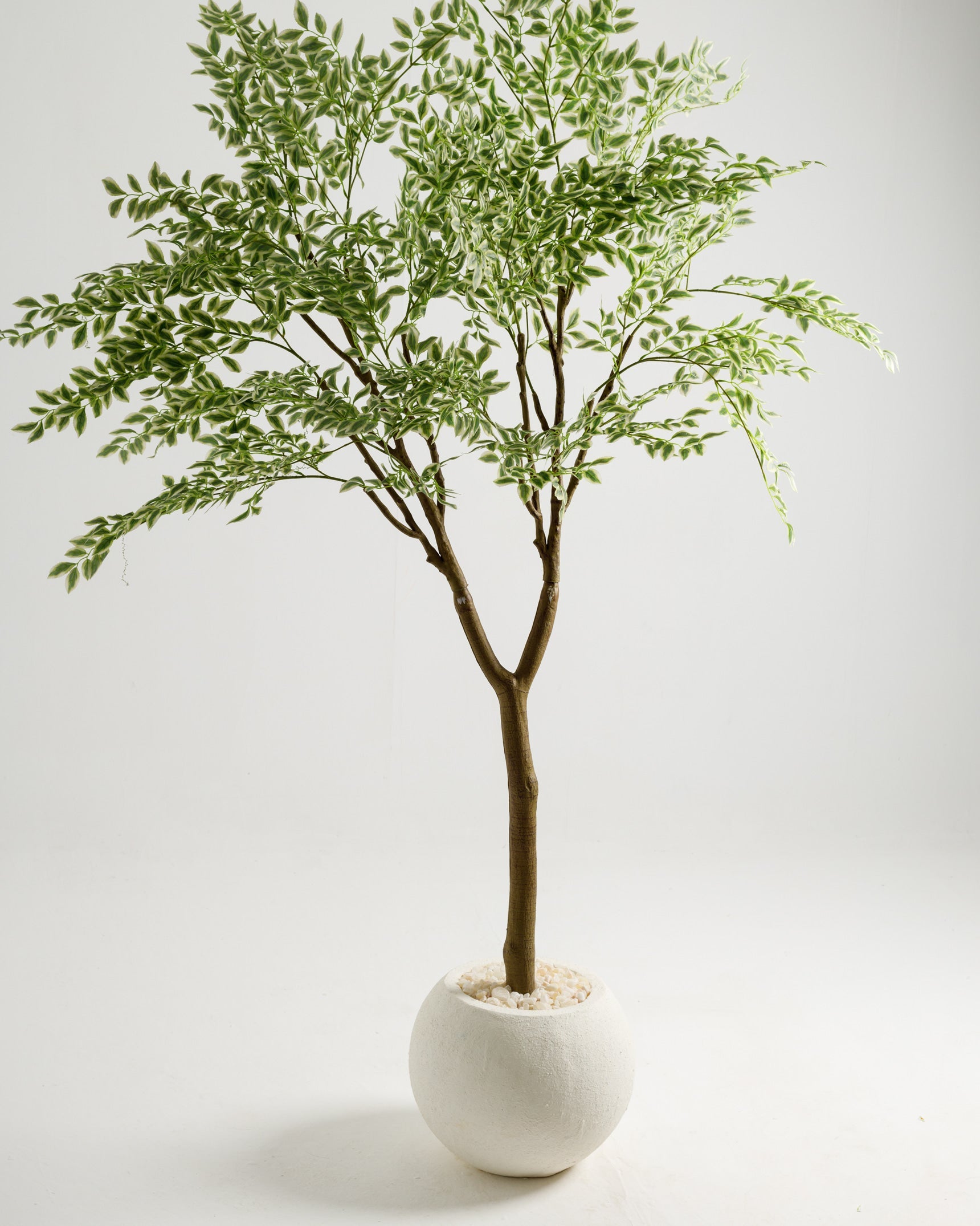 Arbre panaché de grande taille