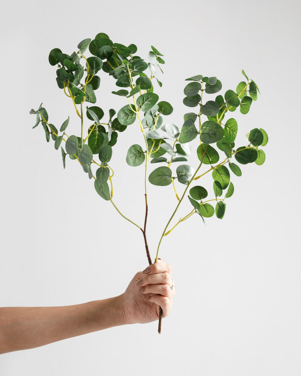 Branche d'eucalyptus