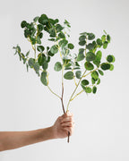 Branche d'eucalyptus