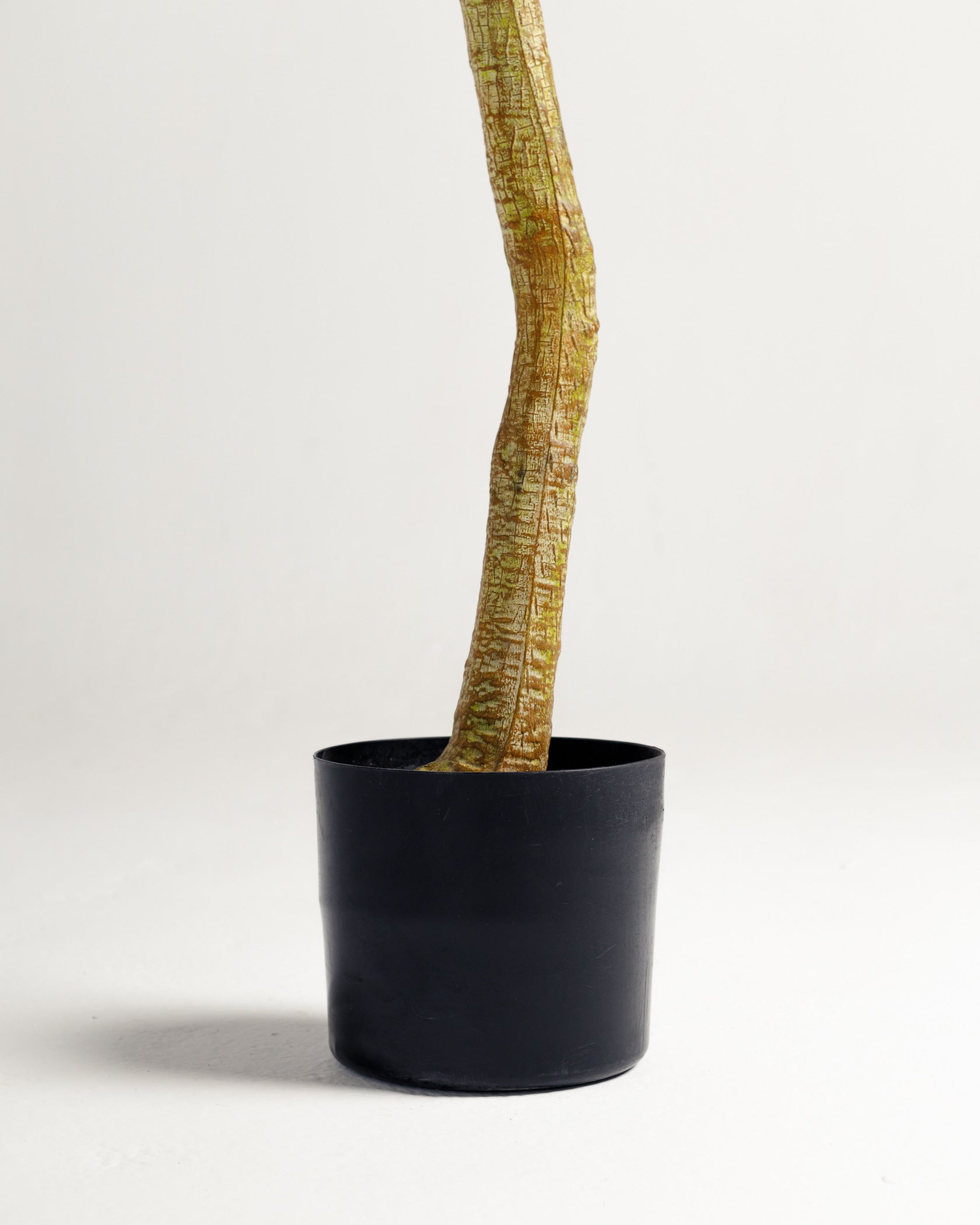 Olivier à tronc unique