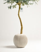 Olivier à tronc unique