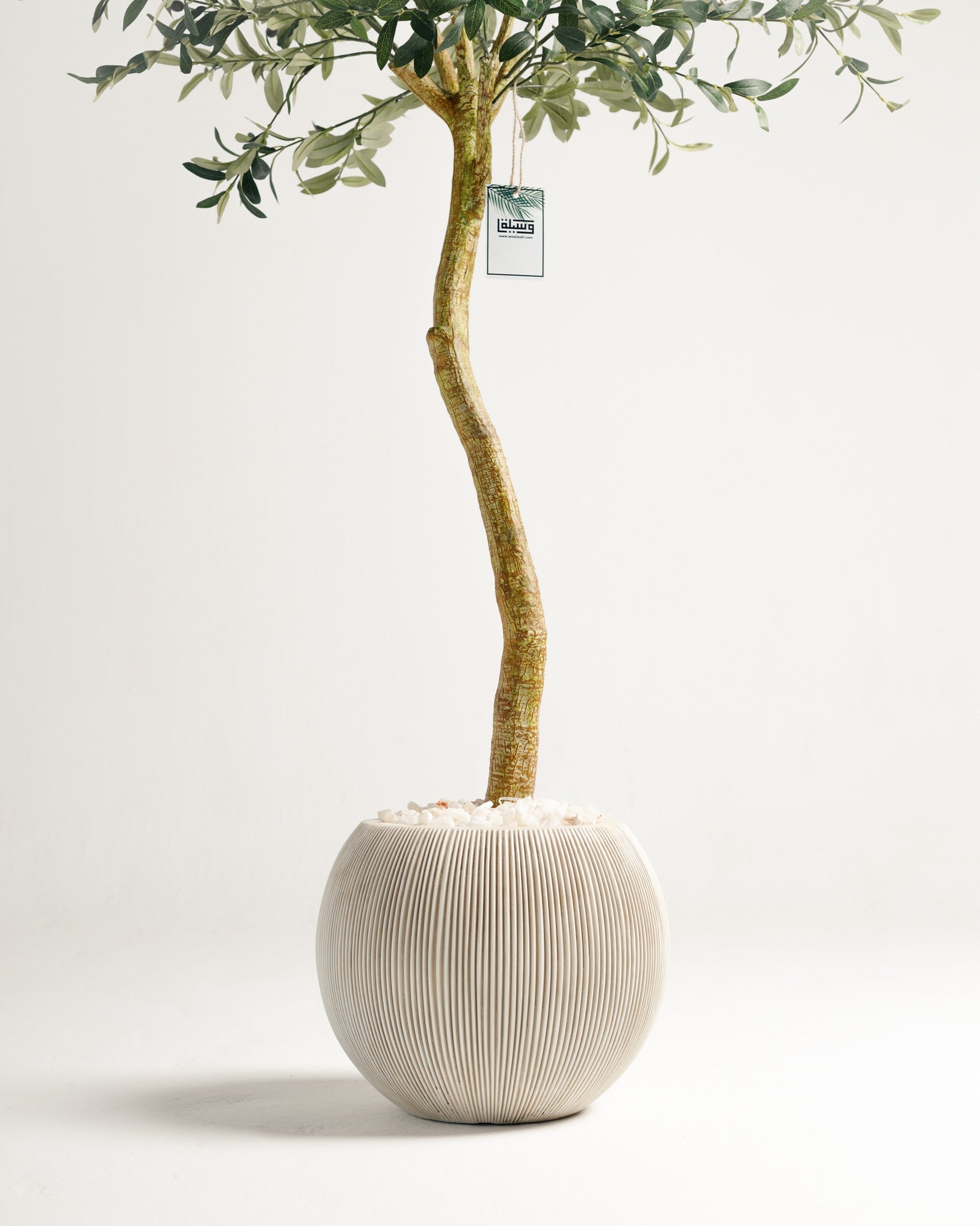 Olivier à tronc unique