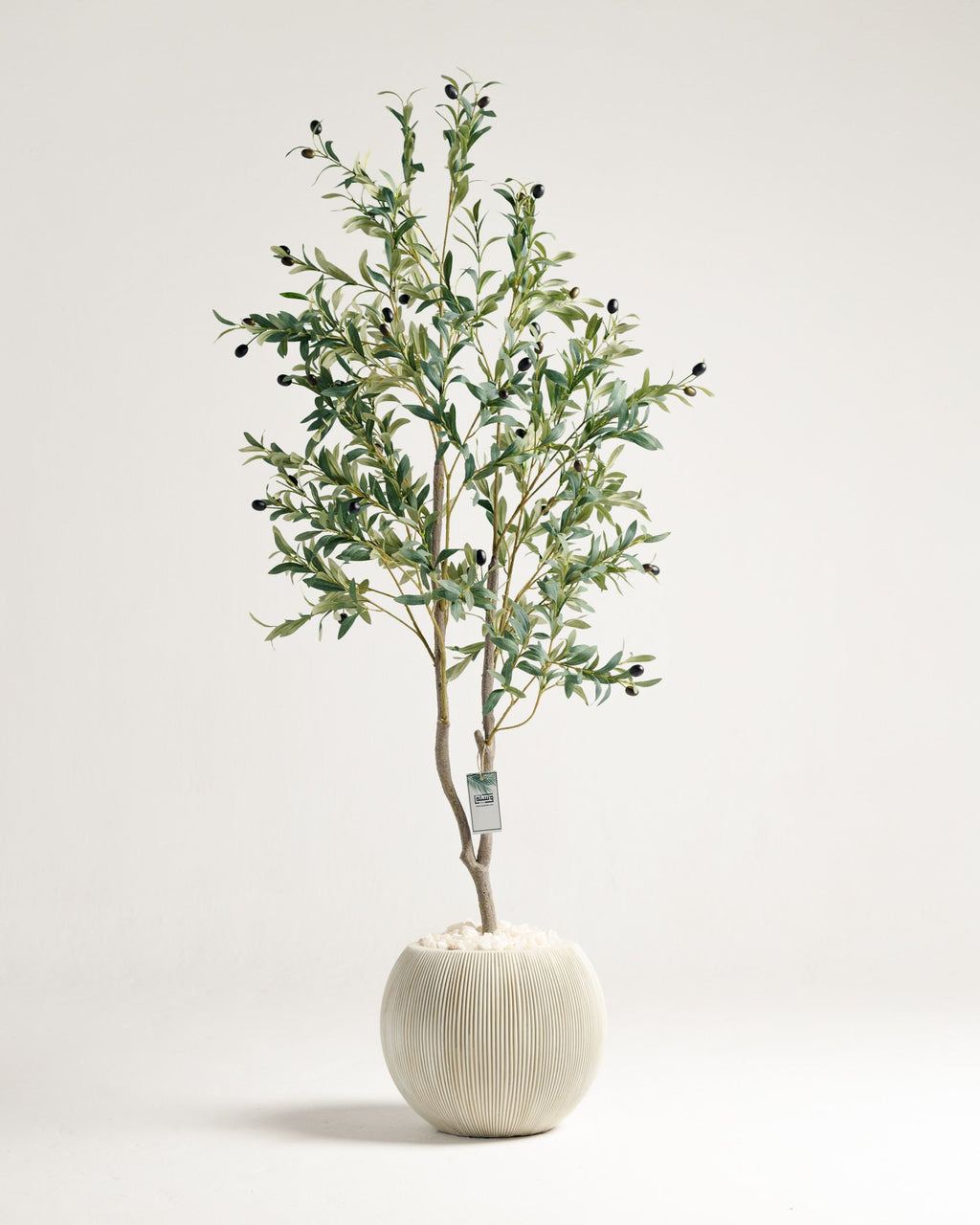 Olivier à 2 branches