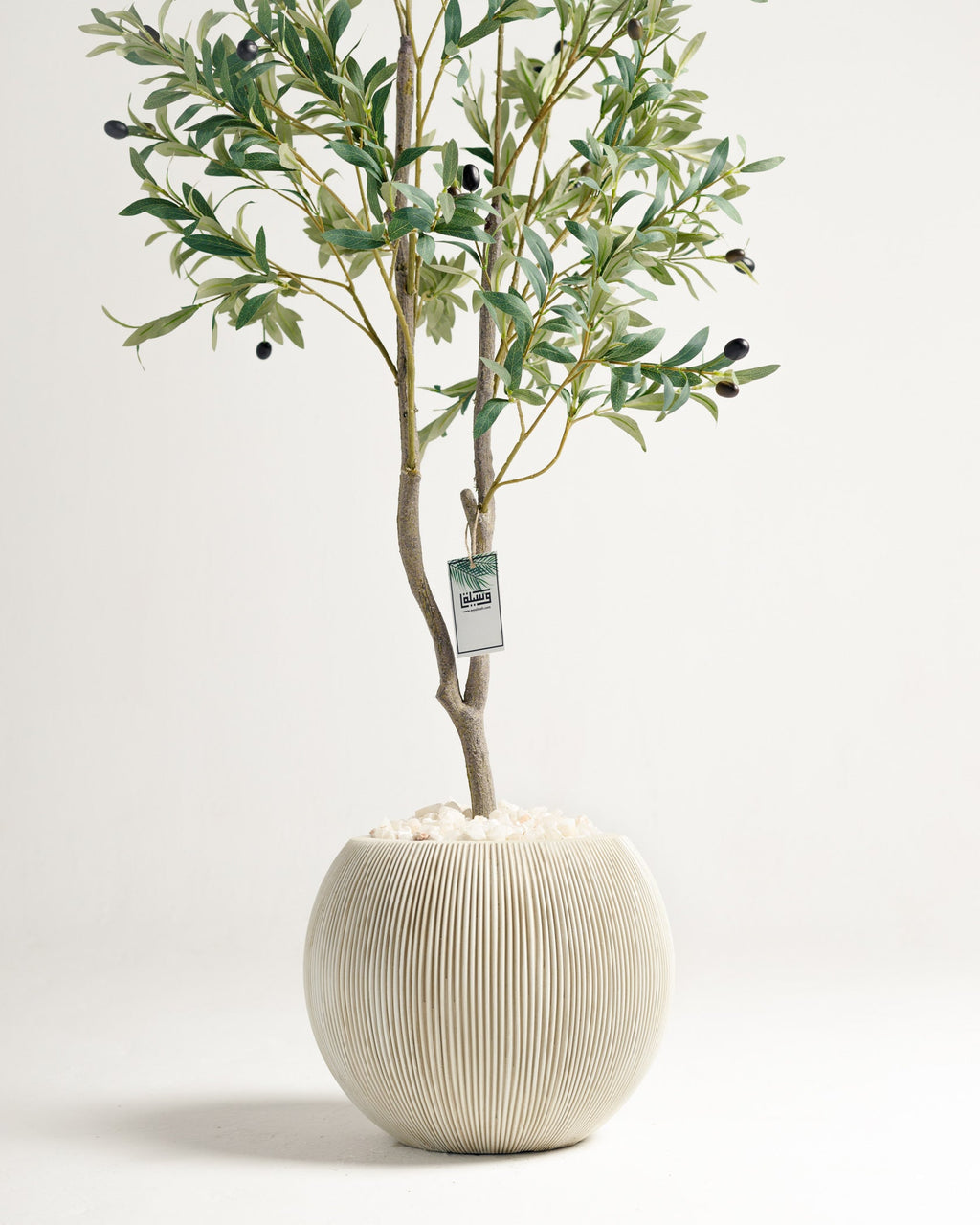 Olivier à 2 branches