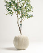 Olivier à 2 branches