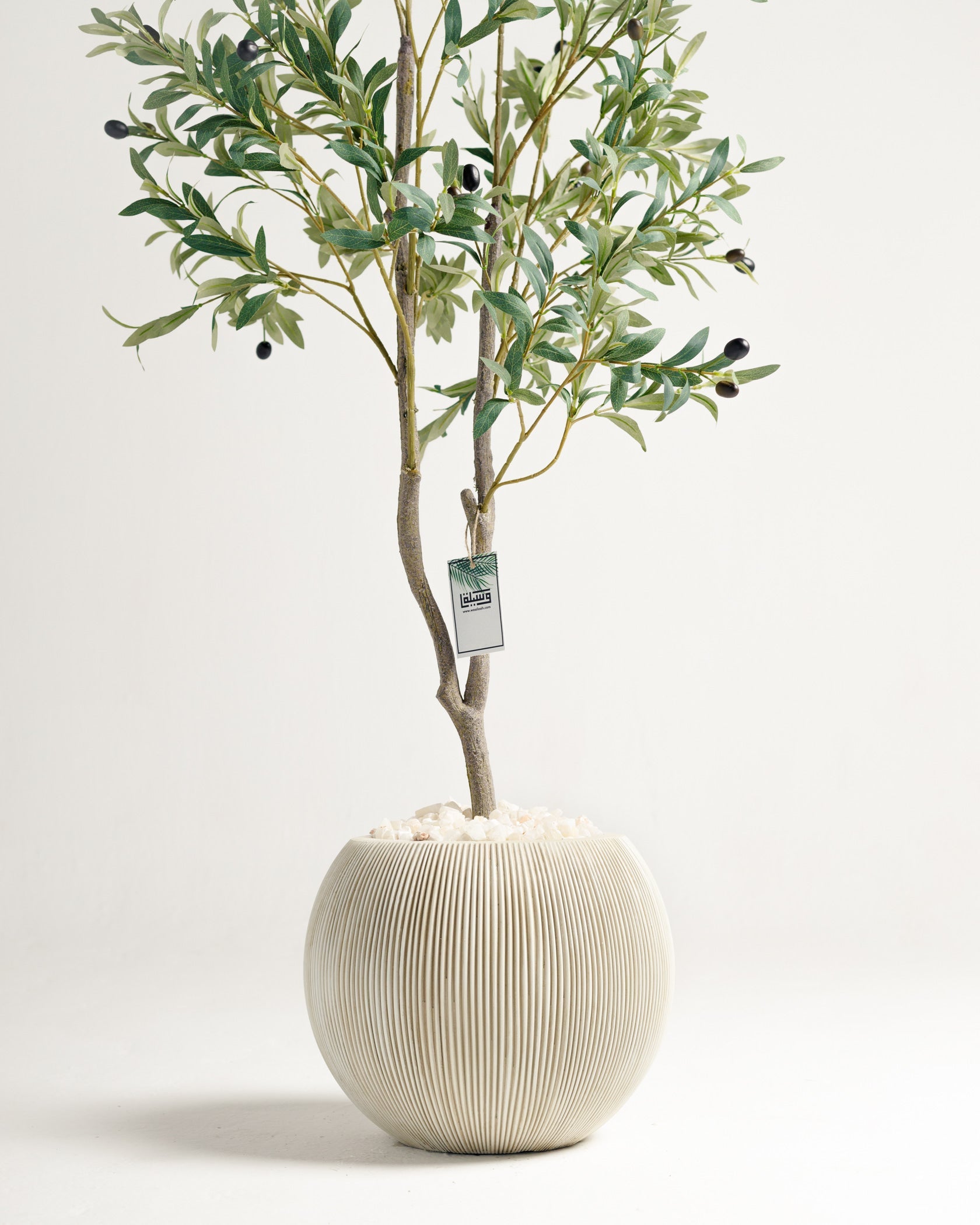 Olivier à 2 branches