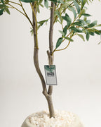 Olivier à 2 branches