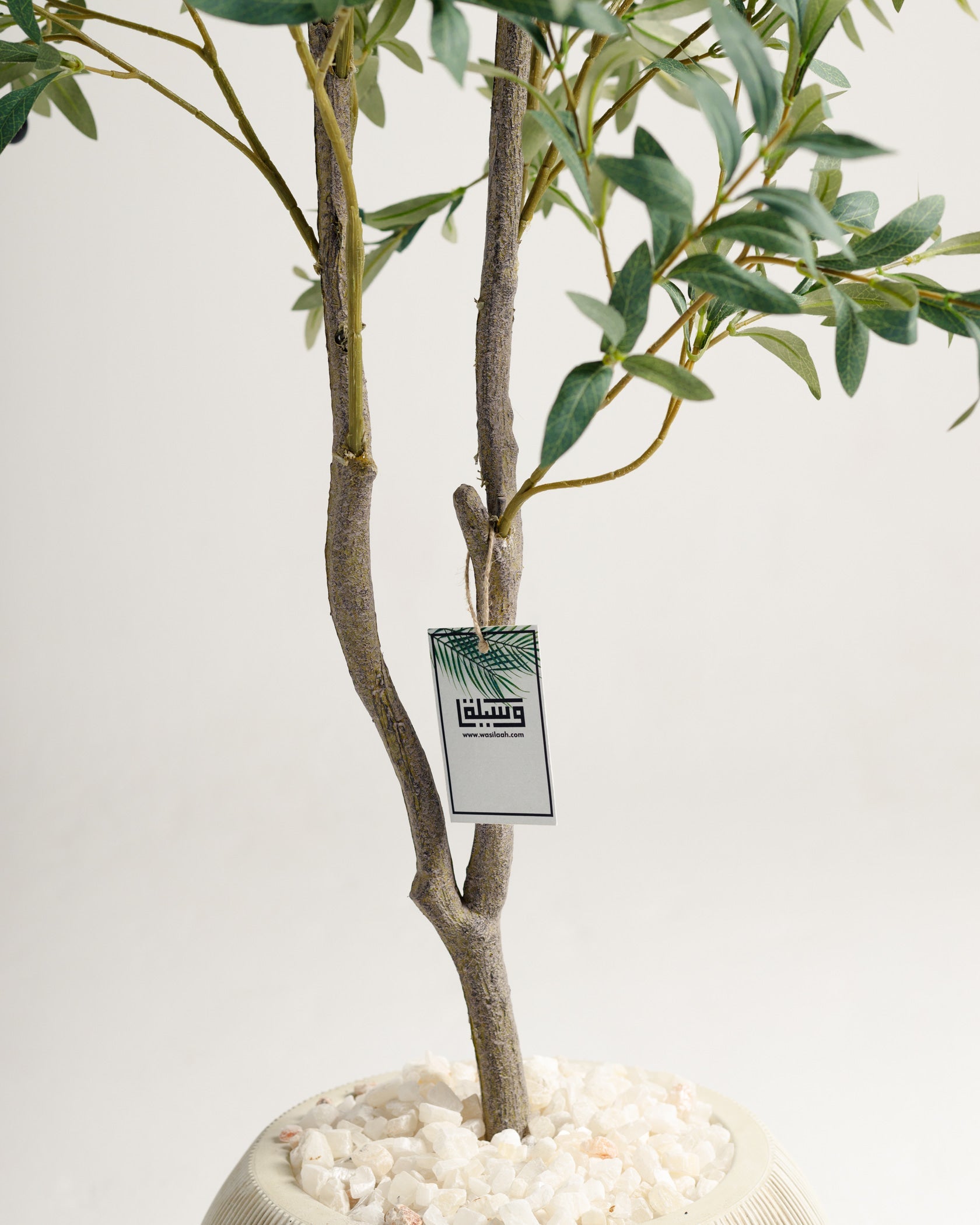 Olivier à 2 branches