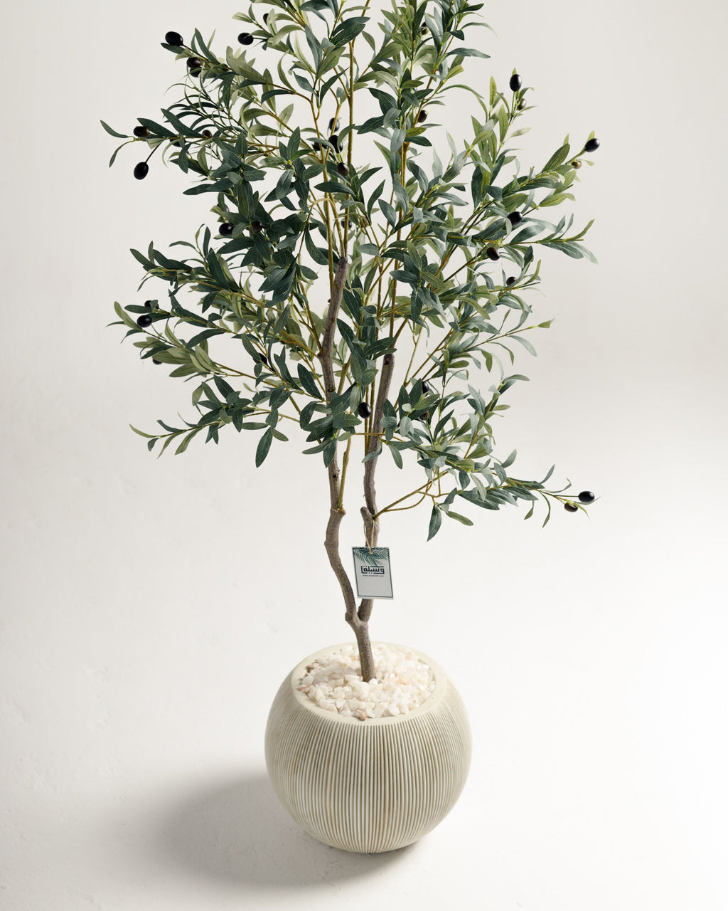 Olivier à 2 branches