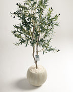 Olivier à 2 branches