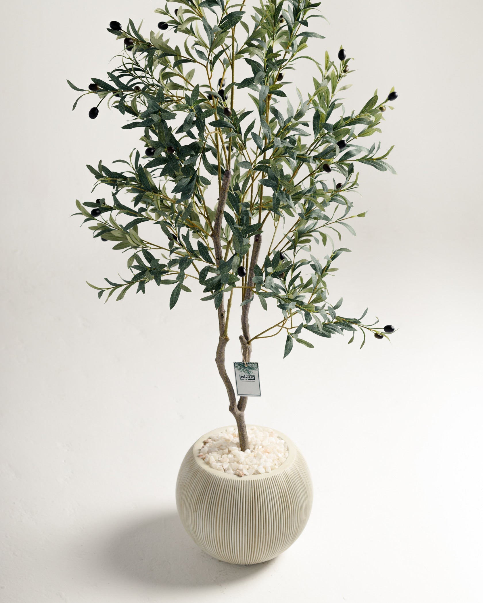 Olivier à 2 branches