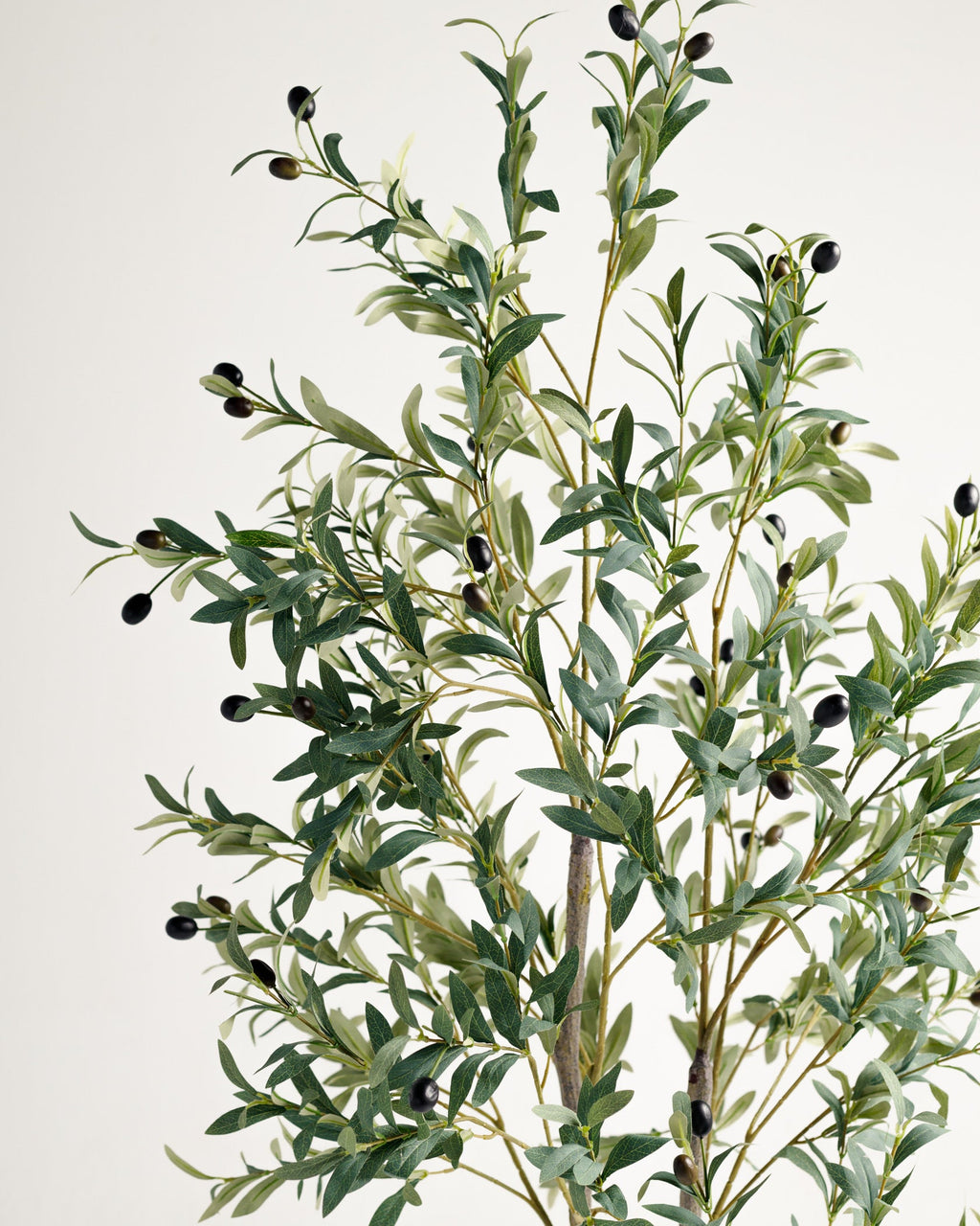 Olivier à 2 branches