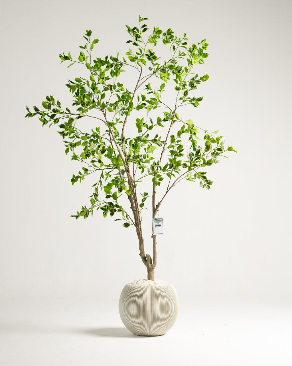 Arbre panaché Benjamina