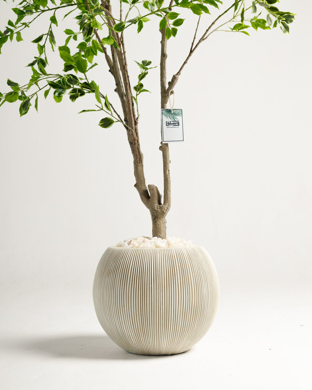 Arbre panaché Benjamina