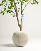 Arbre panaché Benjamina