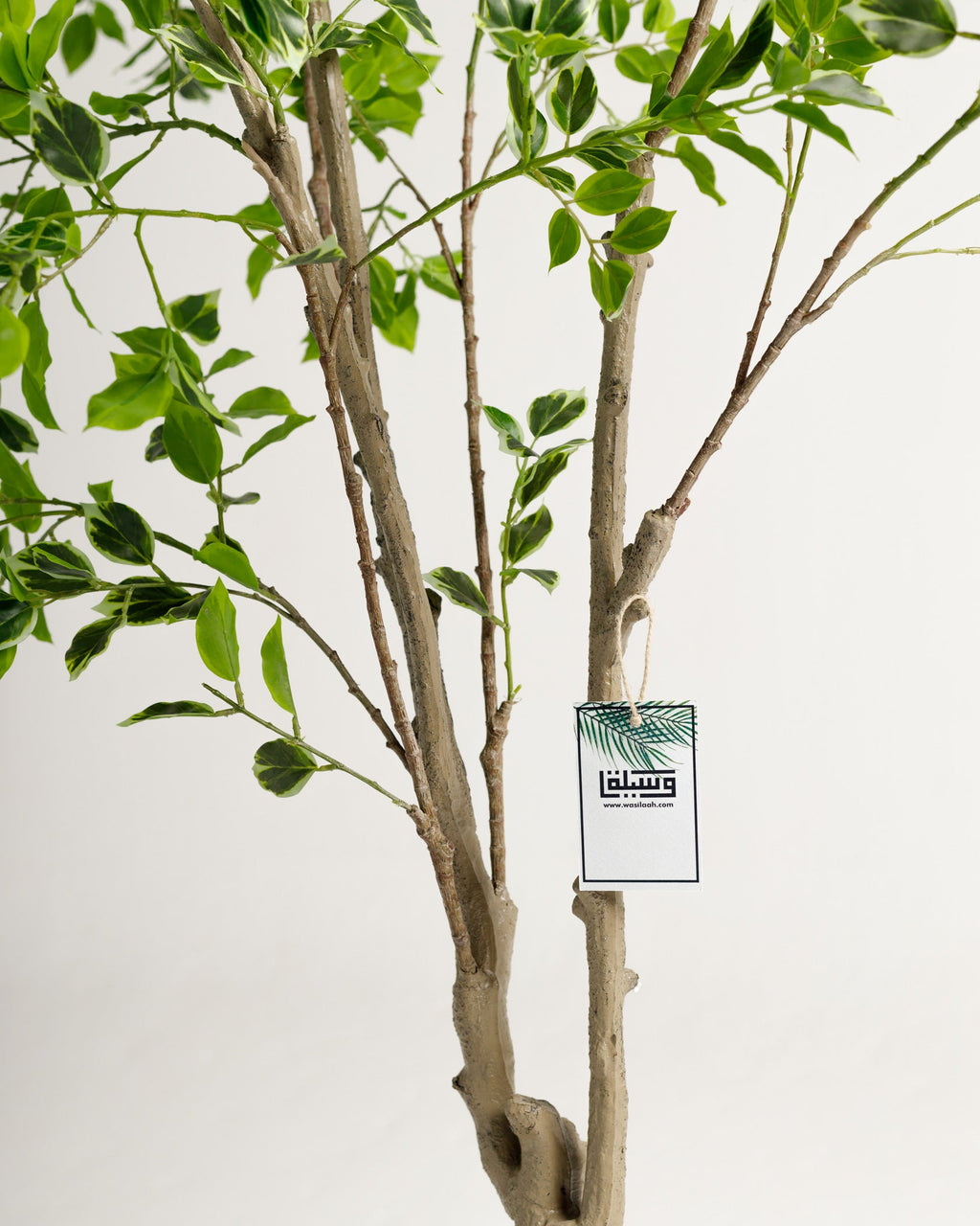 Arbre panaché Benjamina