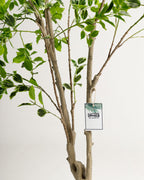 Arbre panaché Benjamina