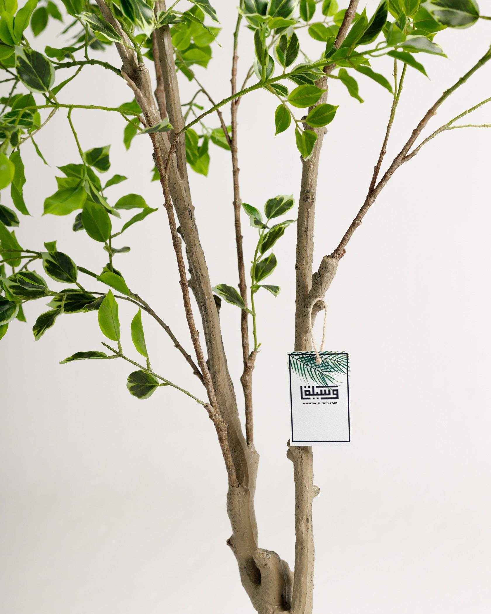 Arbre panaché Benjamina