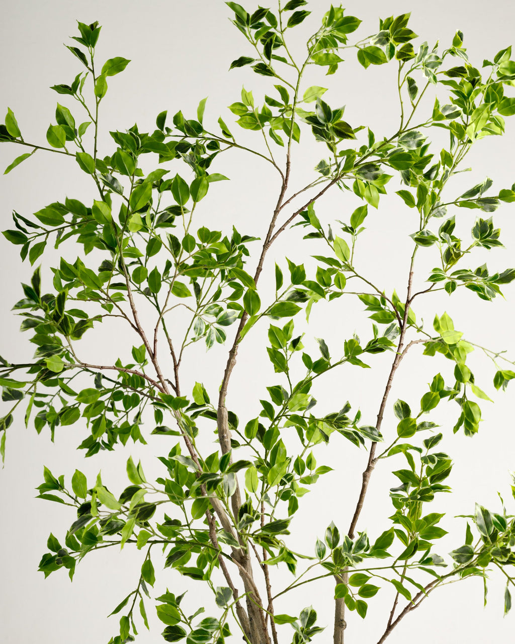 Arbre panaché Benjamina