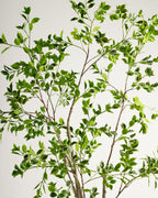 Arbre panaché Benjamina