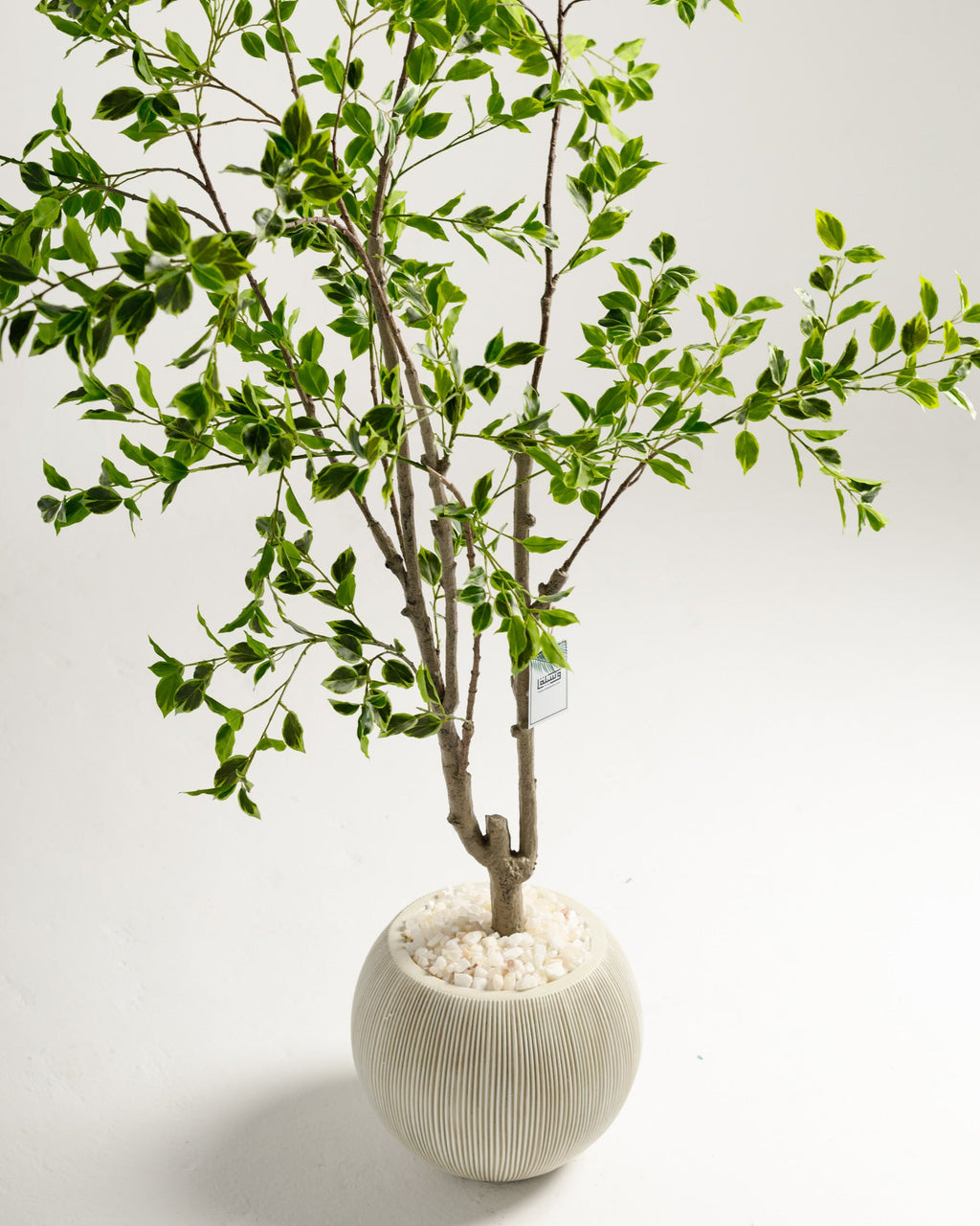 Arbre panaché Benjamina