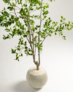 Arbre panaché Benjamina