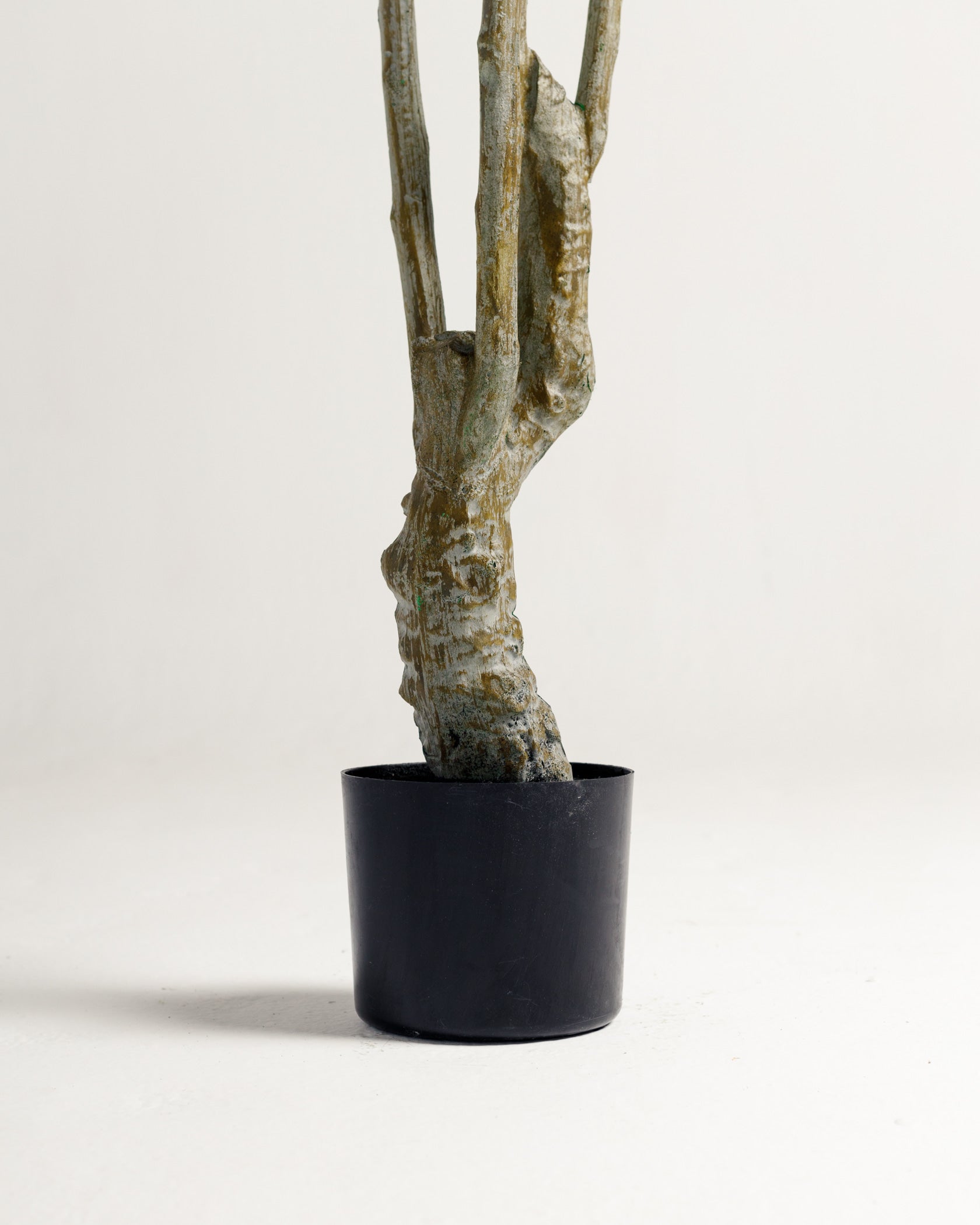 Arbre panaché Benjamina