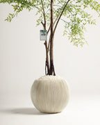 Benjamina Mini Arbre à Feuilles