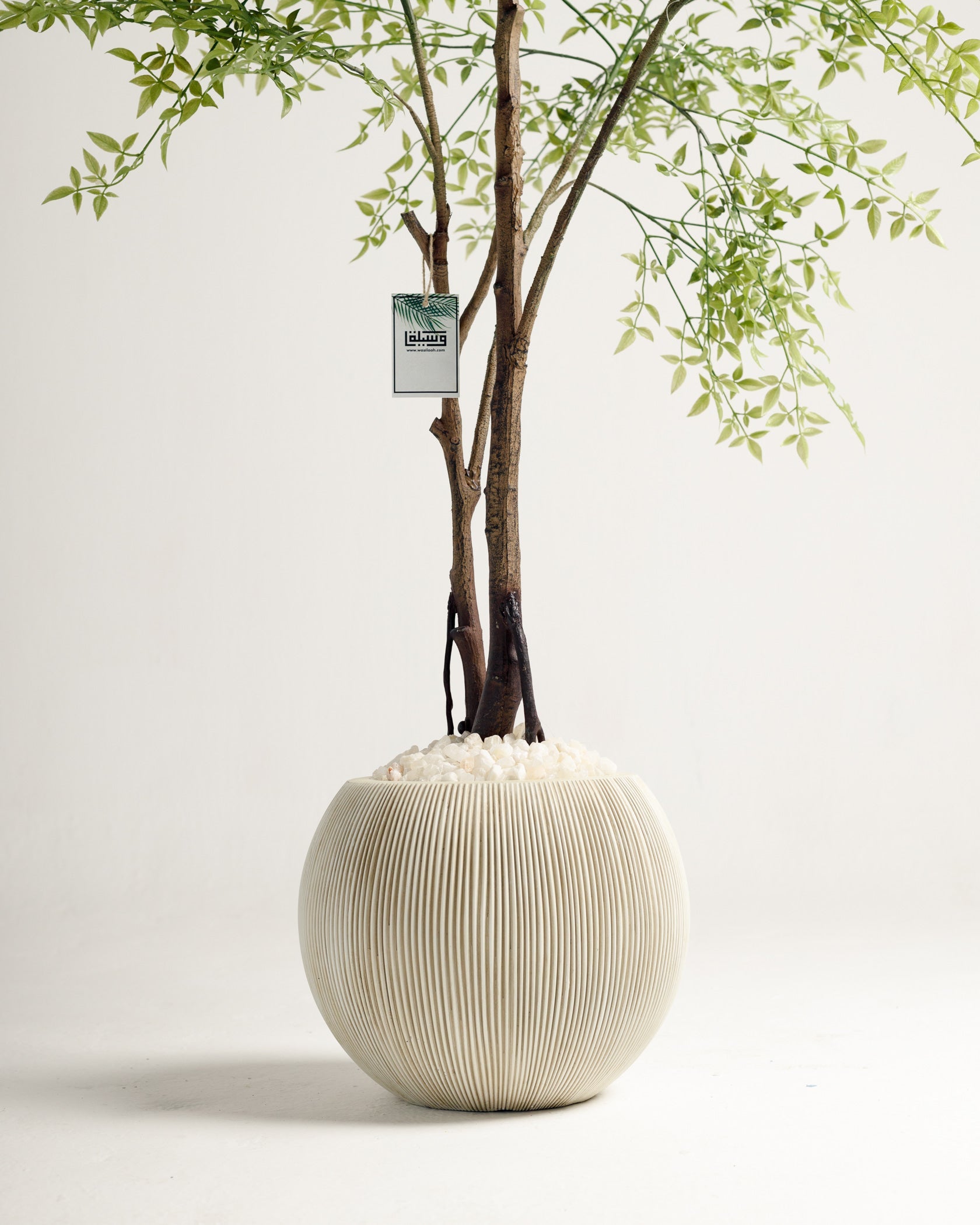 Benjamina Mini Arbre à Feuilles