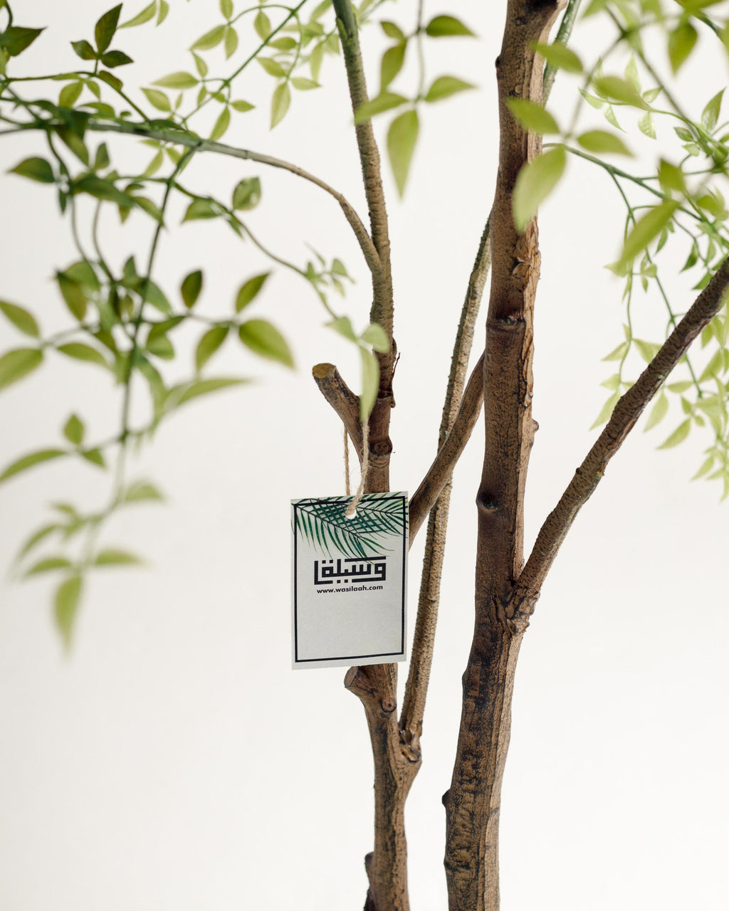 Benjamina Mini Arbre à Feuilles