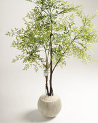 Benjamina Mini Arbre à Feuilles