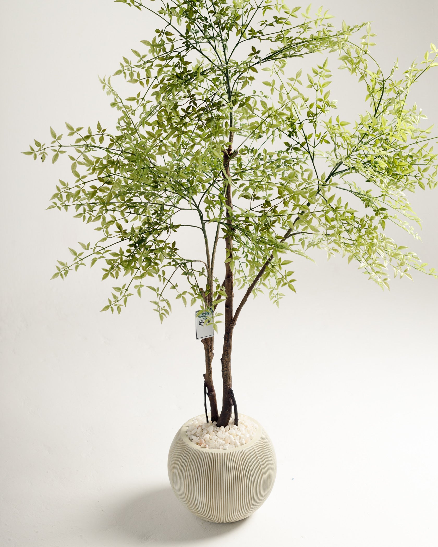 Benjamina Mini Arbre à Feuilles