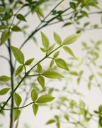 Benjamina Mini Arbre à Feuilles