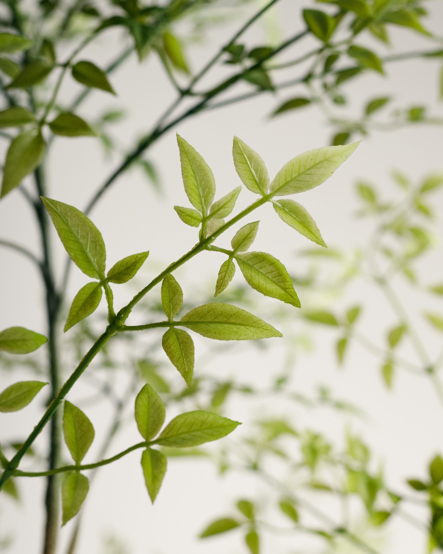 Benjamina Mini Arbre à Feuilles