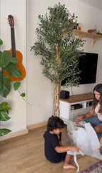 Olivier massif aux branches en bois véritable